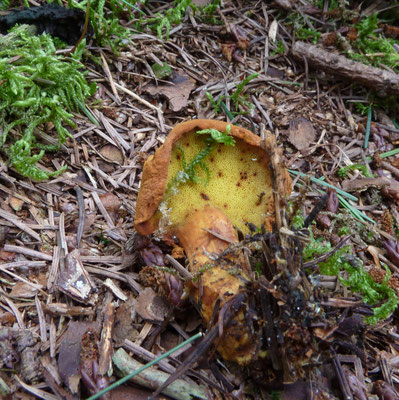 Buchwaldoboletus lignicola - Houtboleet