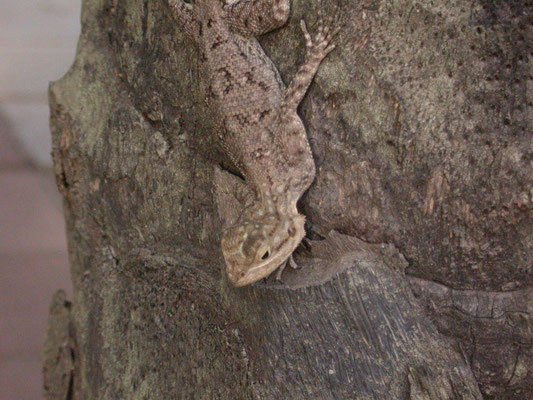 Common Agama