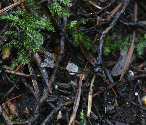 Pezoloma ciliiferum 