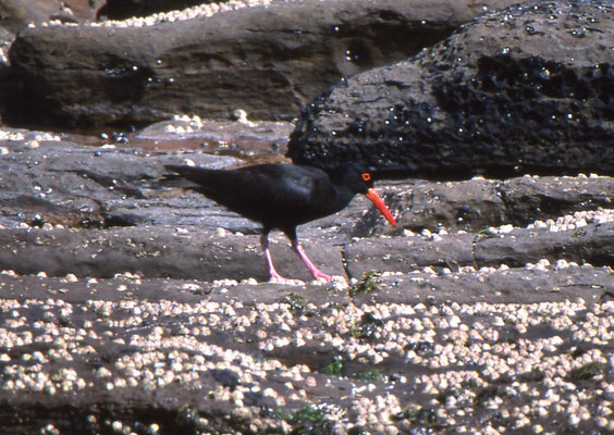 Black Oystercatcher