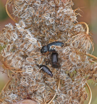 Ophonus ardosiacus - Grote blauwe halmklimmer en Ophonus punctipes - Slanke halmklimmer