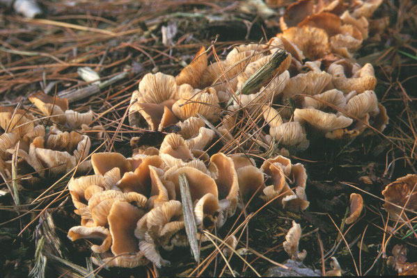 Hohenbuehelia petaloides - Grote harpoenzwam