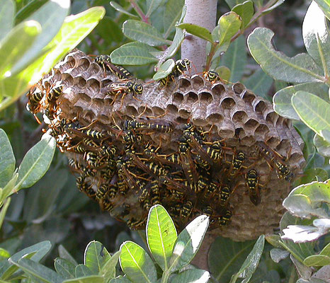 Polistes species