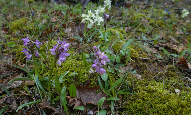 Dactylorhiza romana