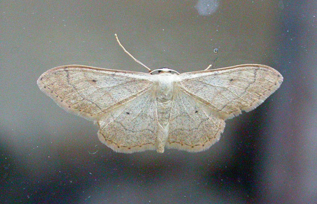 Idaea aversata - Grijze stipspanner