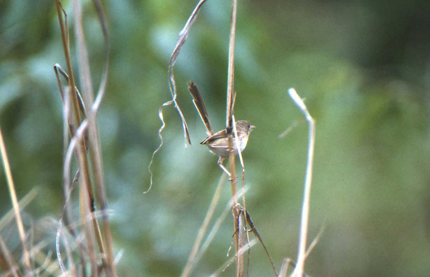 Red-backed Fairy-wren, female