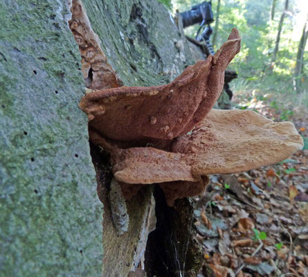 Hapalopilus rutilans - Kussenvormige houtzwam