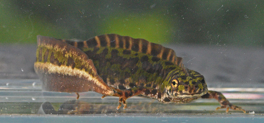 Dwergmarmersalamander man