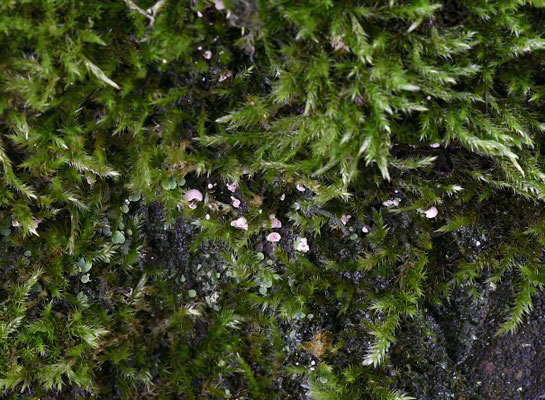 Mosschelpje