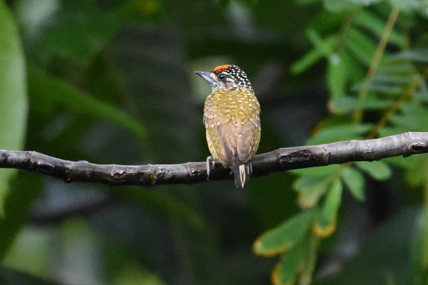 Golden-spangled Piculet