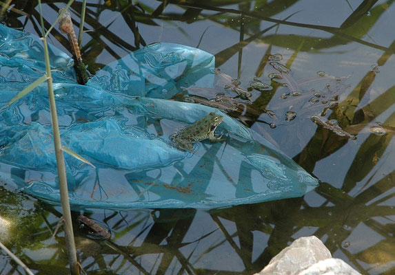 Kleinaziatische meerkikker - Pelophylax bedriagae