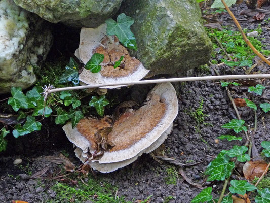 Bjerkandera fumosa - Rookzwam