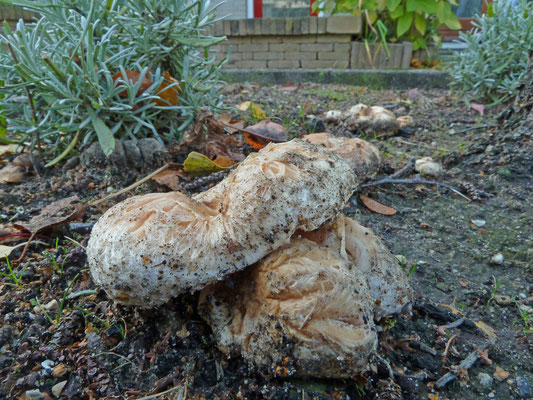 Lactarius pubescens - Donzige melkzwam