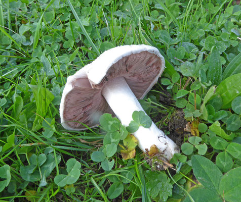 Agaricus campester ss. lato - Weidechampignon