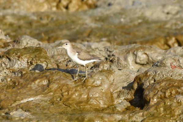 Spotted Sandpiper