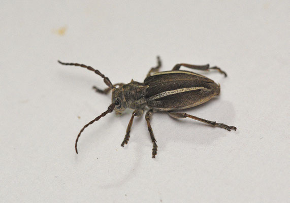 Neodorcadion bilineatum