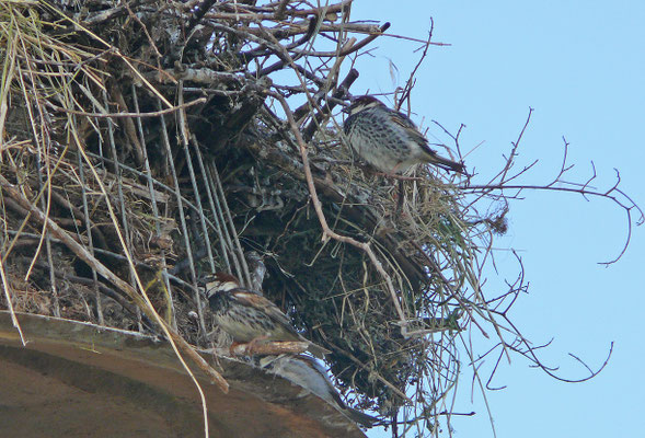 Spaanse mus