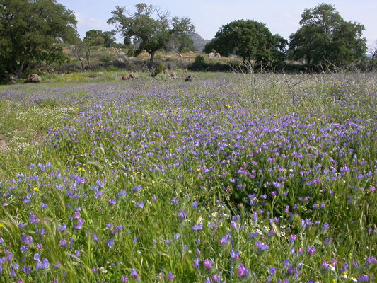 veld met slangenkruidsoort