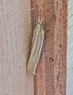 Crambus pascuella - Zilverstreepgrasmot