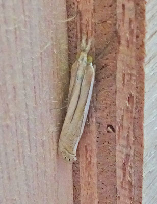 Crambus pascuella - Zilverstreepgrasmot