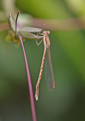 Bruine winterjuffer in tuin MZ89