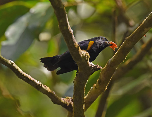 Golden-sided Euphonia
