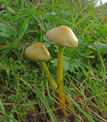 Hygrocybe psittacina - Papegaaizwammetje