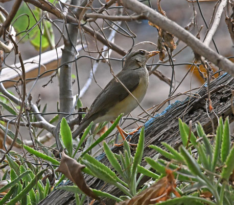 Turdus pelios - African Thrush