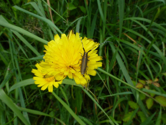 Agapanthia cardui