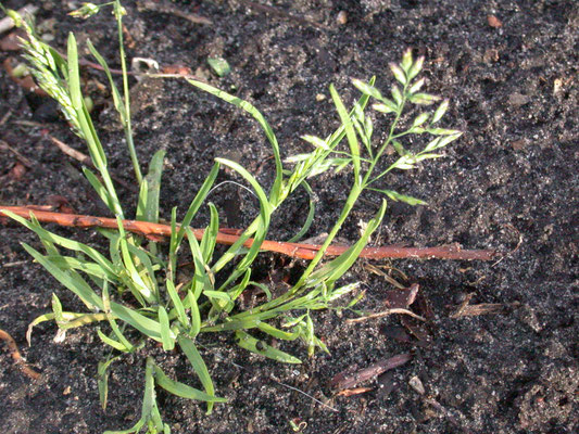 Poa annua - Straatgras
