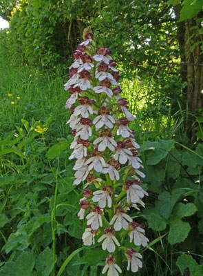 Purperorchis