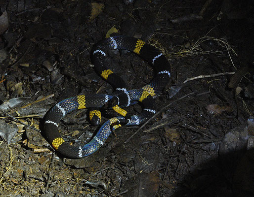 Micrurus hemprichii hemprichii - Echte Breed-zwartbandige Koraalslang