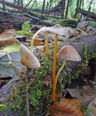 Mycena crocata - Prachtmycena