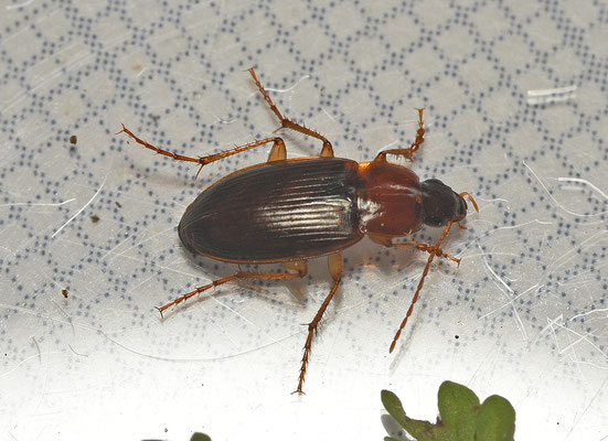 Calathus cinctus - Mostandklauw