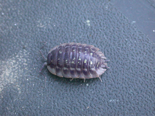 Oniscus asellus - Kelderpissebed