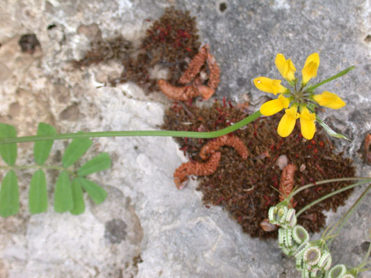 Coronilla valentina