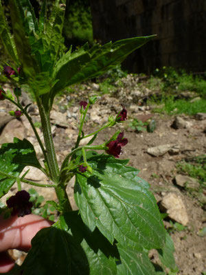 Scrophularia peregrina