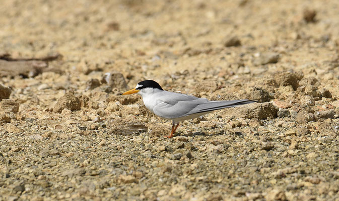 Least Tern