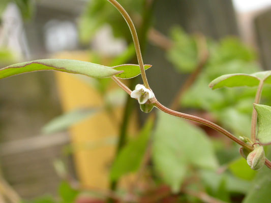 Fallopia convolvulus - Zwaluwtong