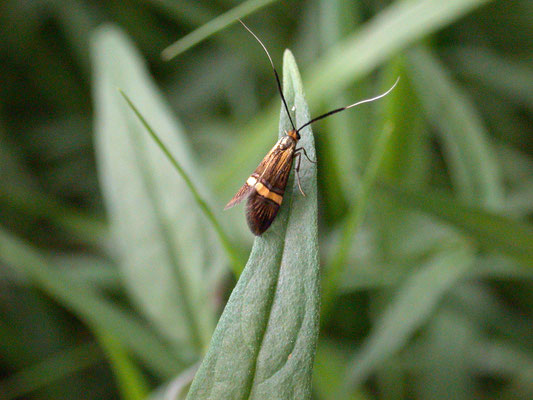 Nemophora degeerella - Geelbandlangsprietmot