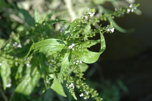 Veronica catenata - Rode waterereprijs