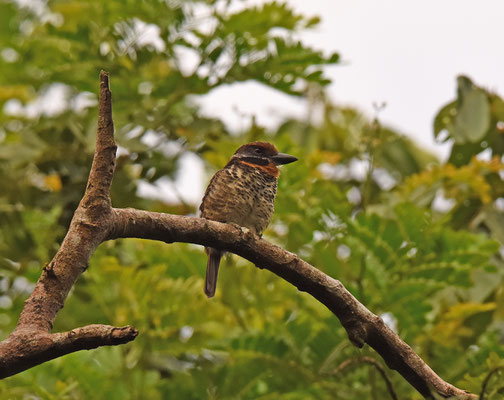 Spotted Puffbird
