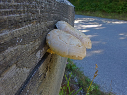 Lentinus lepideus - Schubbige taaiplaat