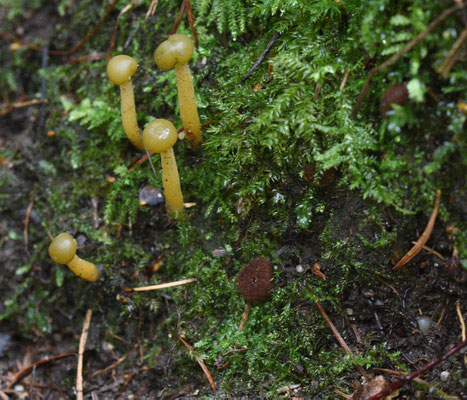 Genea hispidula - Harige manteltruffel