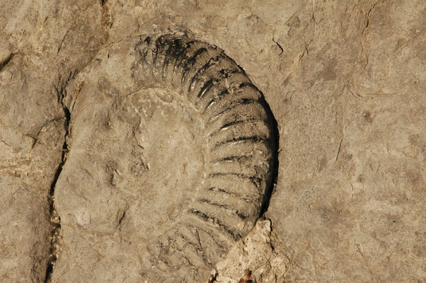 ammoniet