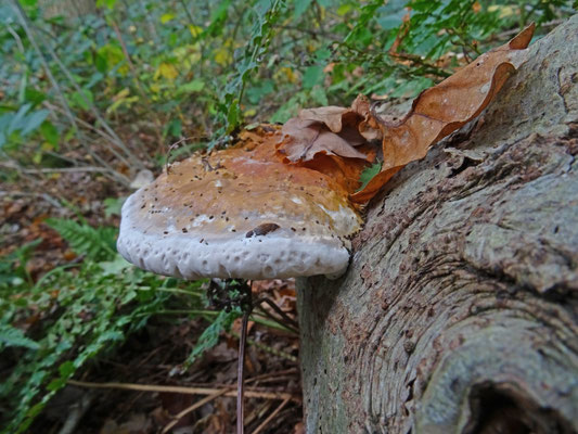 Fomitopsis pinicola - Roodgerande houtzwam