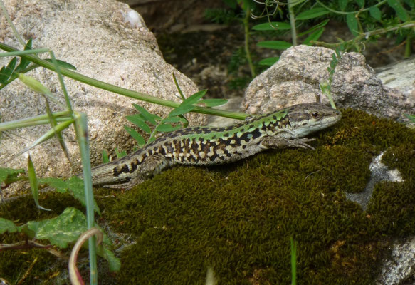 Podarcis sicula campestris
