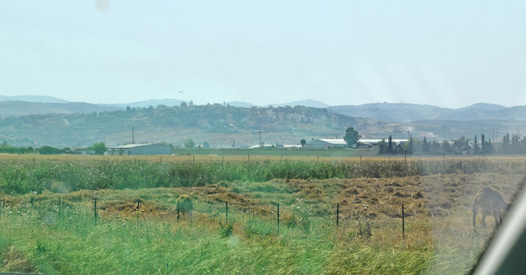 Dromedarissen onderweg