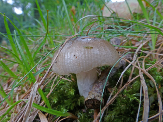 Russula amoenolens - Scherpe kamrussula