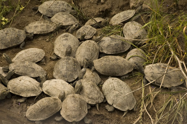 Balkanbeekschildpad